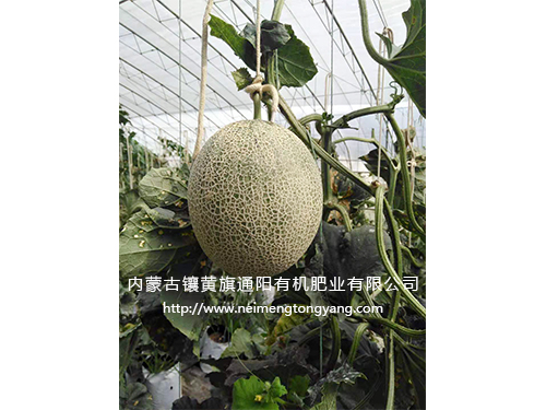 網紋瓜（日本品種）
